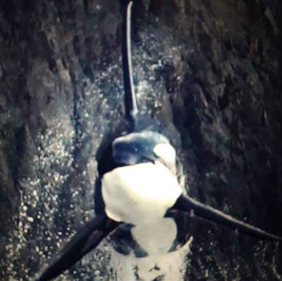 Meet your Posher, Bri - Picture 1 of 2